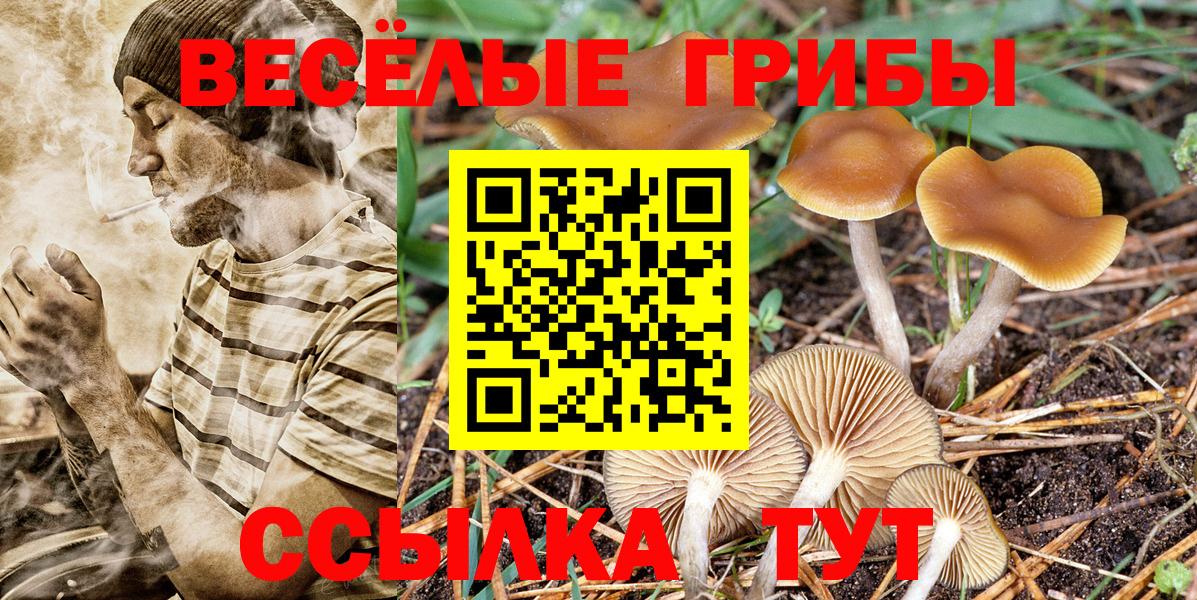 Псилоцибиновые грибы Psilocybe Кольчугино